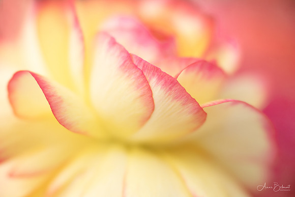 Persian Buttercup