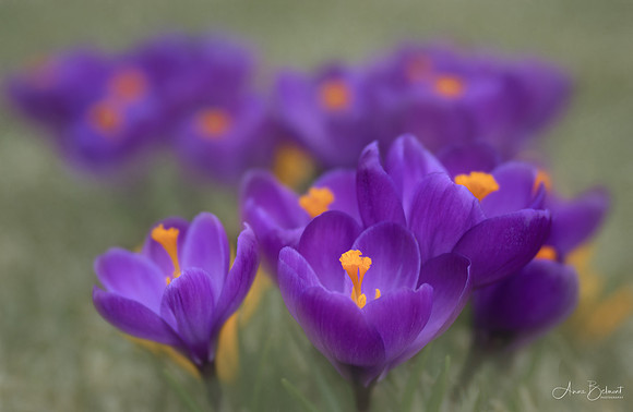 Spring Crocuses