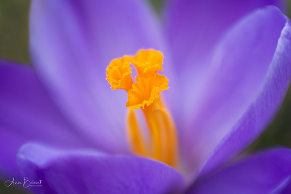Crocus