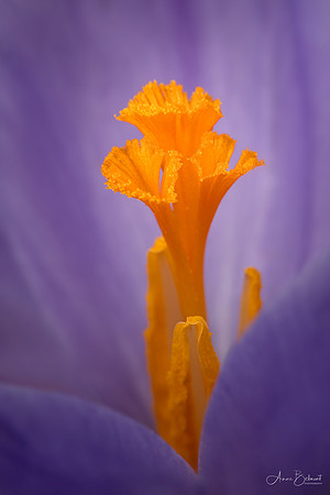 Reaching for the Sun
