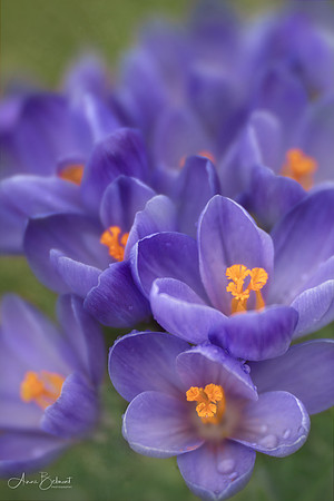 Spring Crocuses