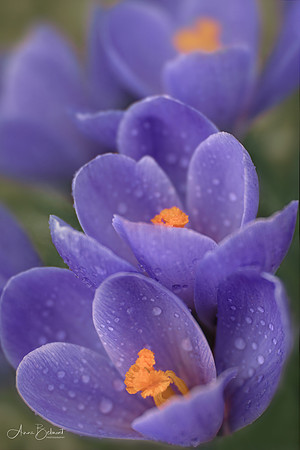 Kissed by Raindrops