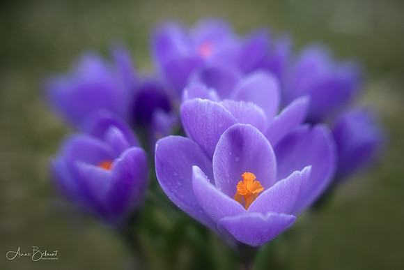 Crocuses