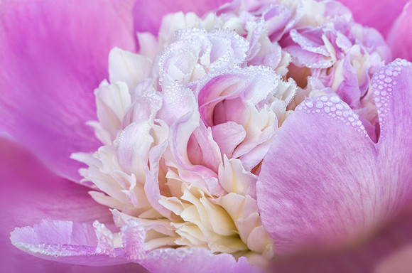 Peony with Dew