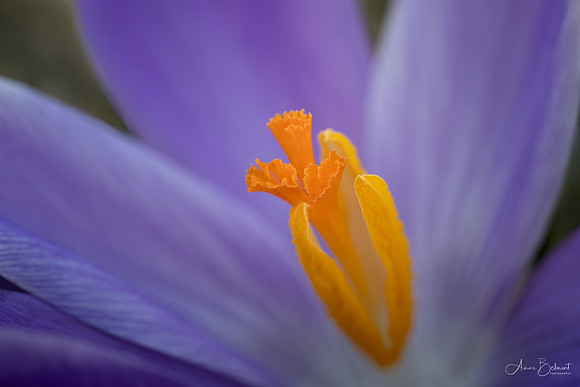 Crocus