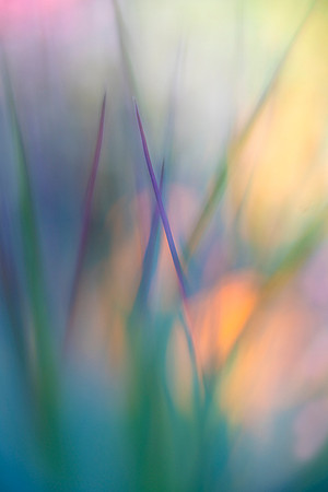 Garden Abstract