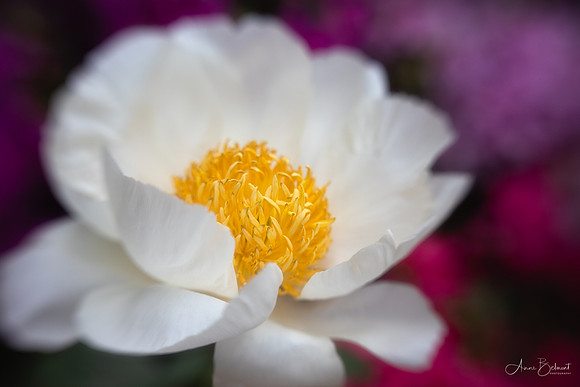 Peony