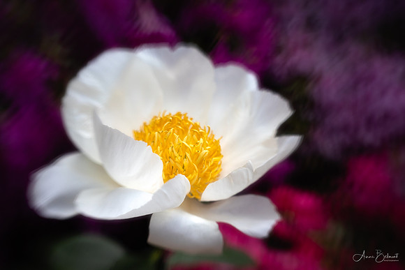 Peony