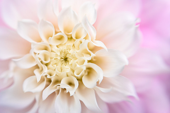 Dahlia 'Gitt's Perfection'