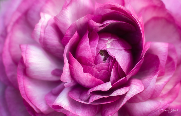 Persian Buttercup