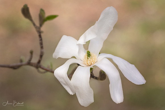 Star Magnolia