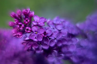 Lilacs