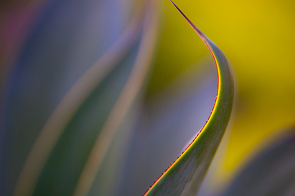 Blue Flame Century Plant