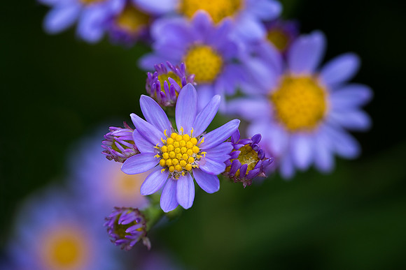 Jindai Tatarian Asters