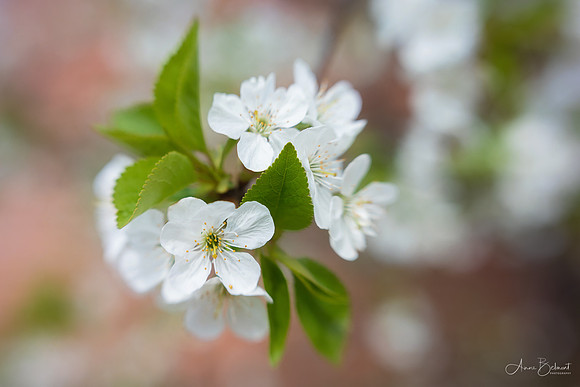 Montmorency Sour Cherry Blossom