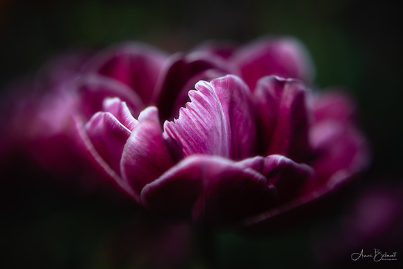 Tulip Drama