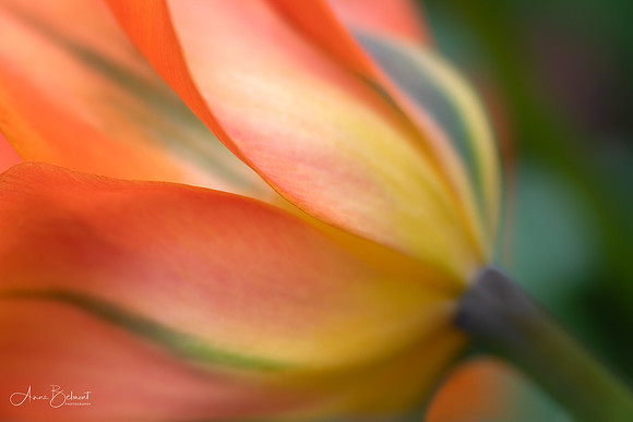 Tulip Lines