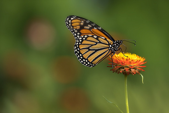 Monarch on Strawflower