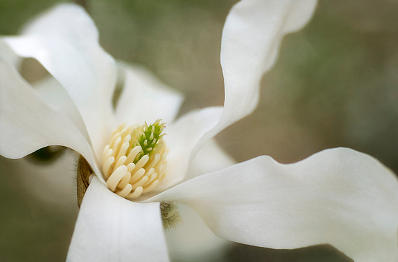 Star Magnolia