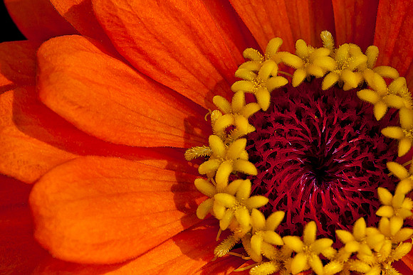 Zinnia