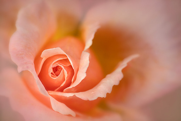 Rose with Ruffles