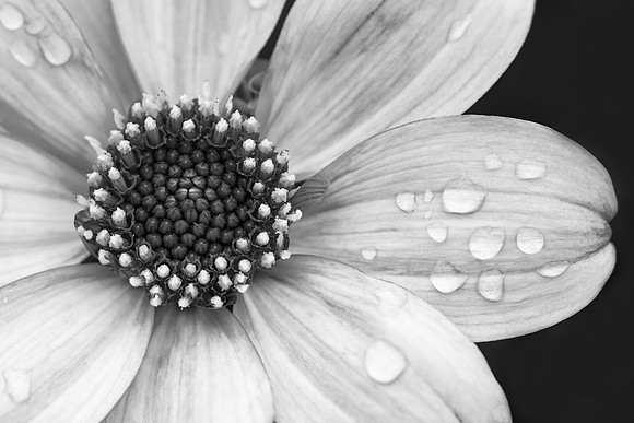 Dahlia in Black and White