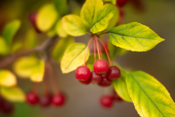 Crabapples in Fall