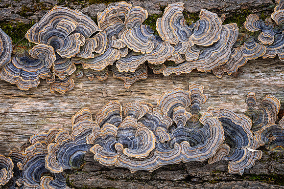 Turkey Tail - Trametes versacolor