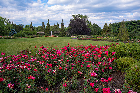 Rose Garden