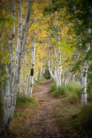 Hemlock Road in Acadia