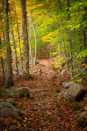 Woodland Path in Acadia