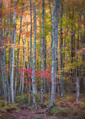 Jesup Path, Acadia National Park
