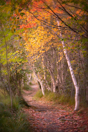 Hemlock Path in Acadia