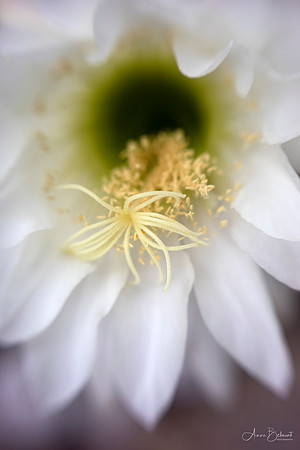 Like a Bride