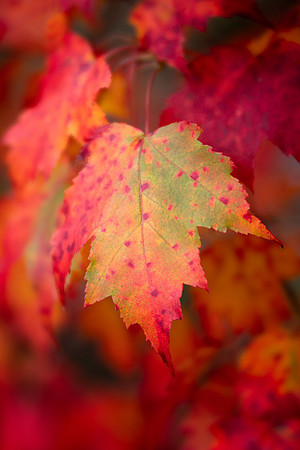 Maple Leaf in Acadia