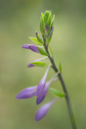 Hosta Flower