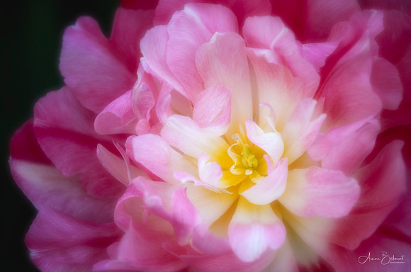 Tulipa 'Double Sugar'