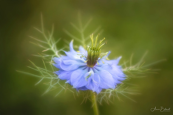Nigella 'Miss Jekyll Blue' - Love-in-a-Mist