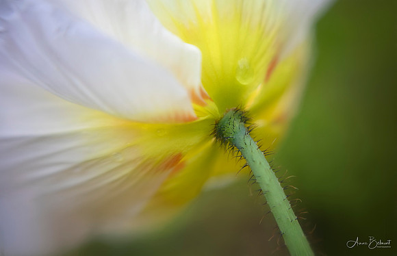 Dancing Poppy