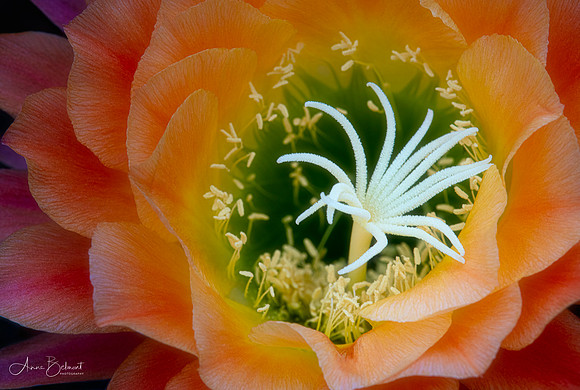 Echinopsis 'Apricot Glow'
