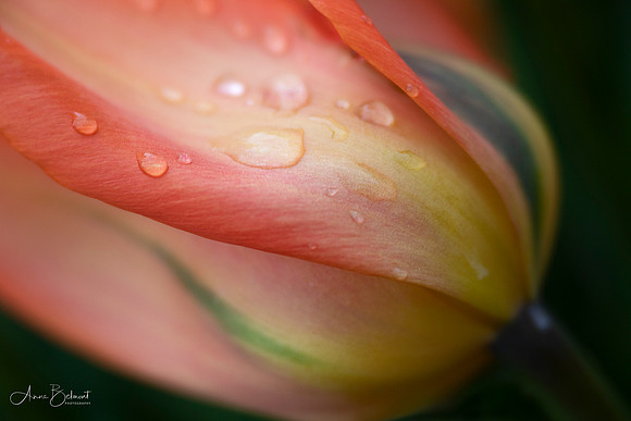 Tulip with Raindrops