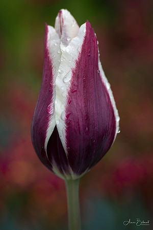 Tulipa 'Chansonette'