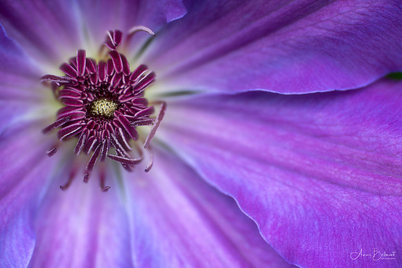Clematis