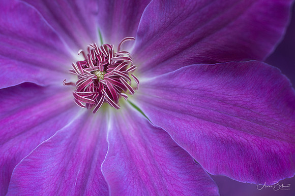 Clematis