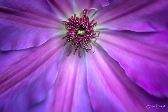 Clematis