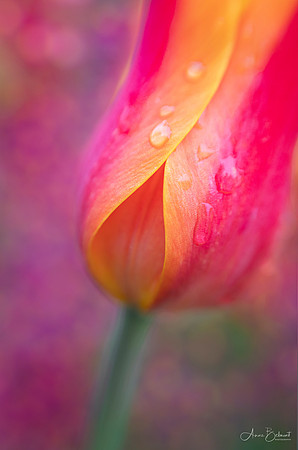 Tulipa 'Ballerina'