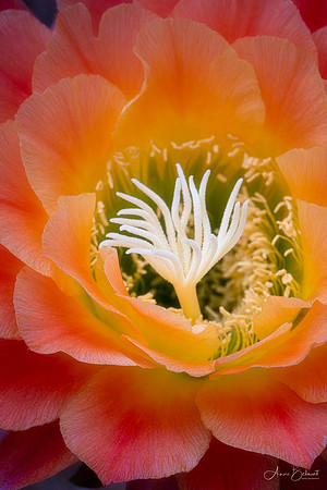 Echinopsis 'Apricot Glow'