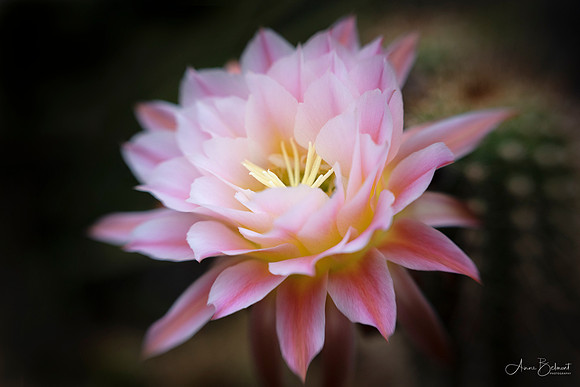Cactus Flower
