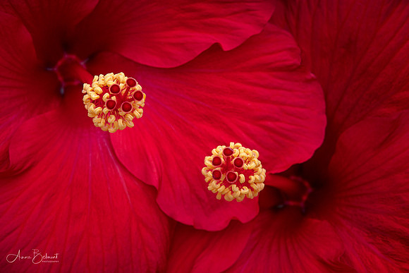 Hibiscus in Conversation