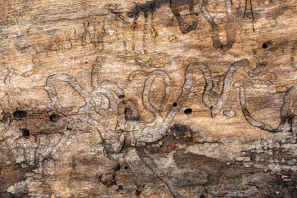 Tree Hieroglyphics